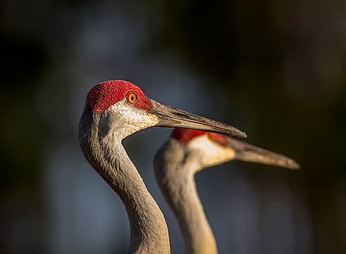Sandhill cranes are tall regal birds. Art Print